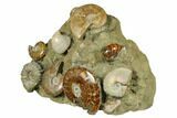 Wide, Composite Ammonite Fossil Display - Madagascar #175825-5